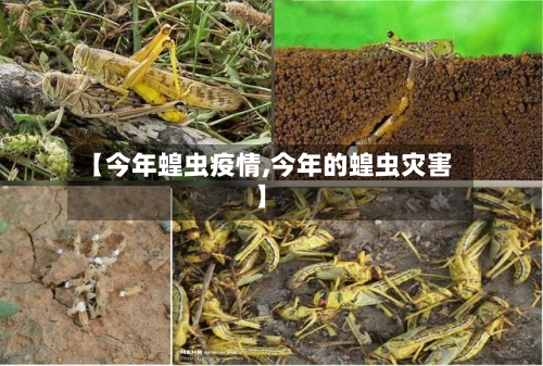 【今年蝗虫疫情,今年的蝗虫灾害】