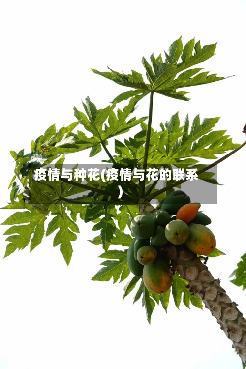 疫情与种花(疫情与花的联系)-第3张图片