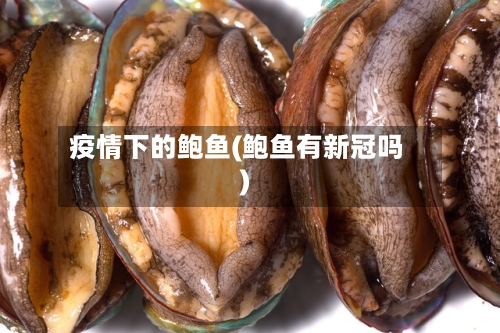 疫情下的鲍鱼(鲍鱼有新冠吗)