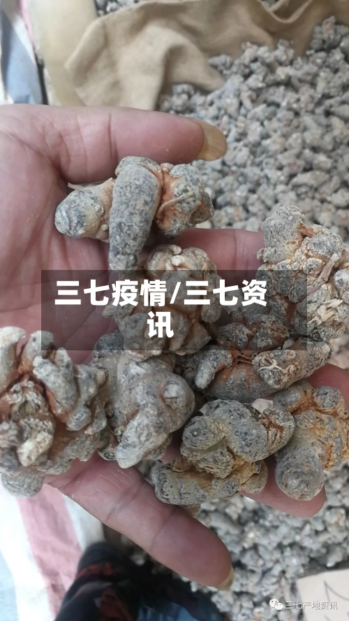 三七疫情/三七资讯-第2张图片