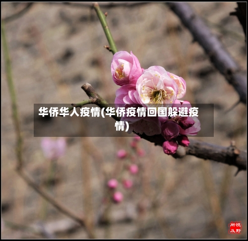 华侨华人疫情(华侨疫情回国躲避疫情)