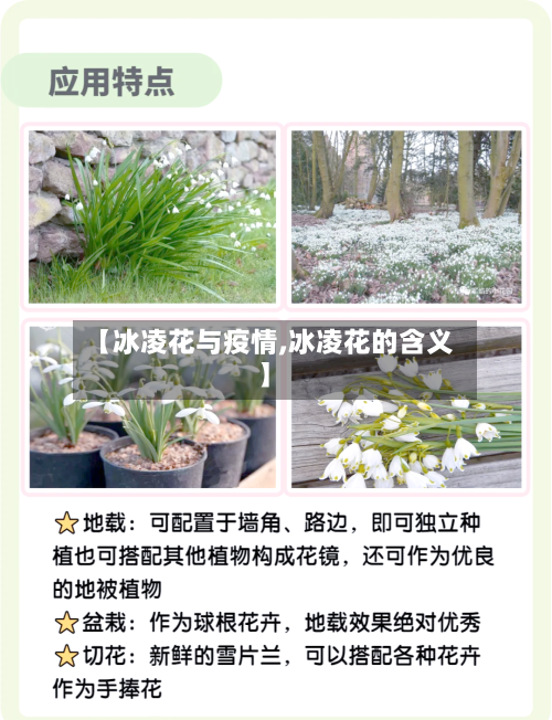 【冰凌花与疫情,冰凌花的含义】