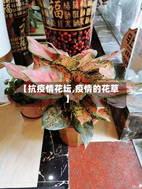 【抗疫情花坛,疫情的花草】