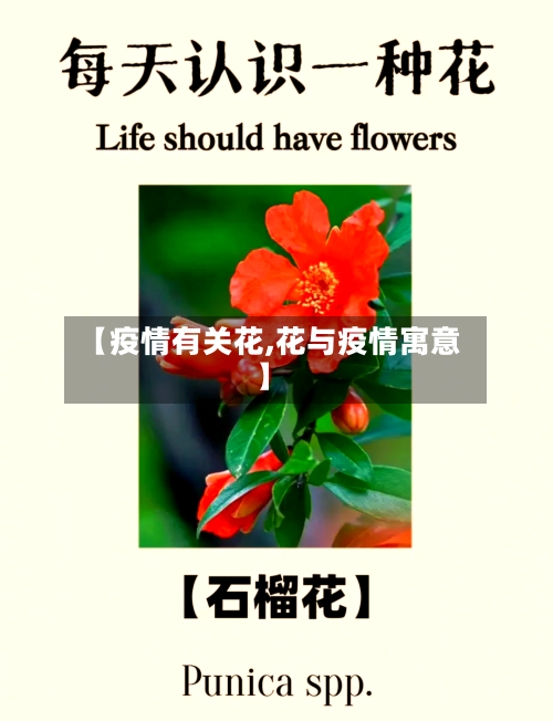 【疫情有关花,花与疫情寓意】