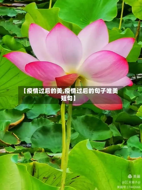 【疫情过后的美,疫情过后的句子唯美短句】