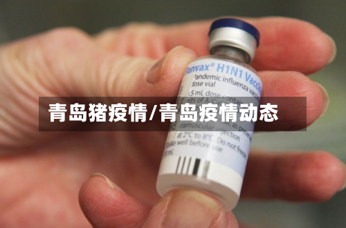 青岛猪疫情/青岛疫情动态-第3张图片
