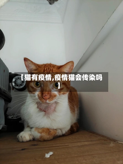 【猫有疫情,疫情猫会传染吗】-第2张图片